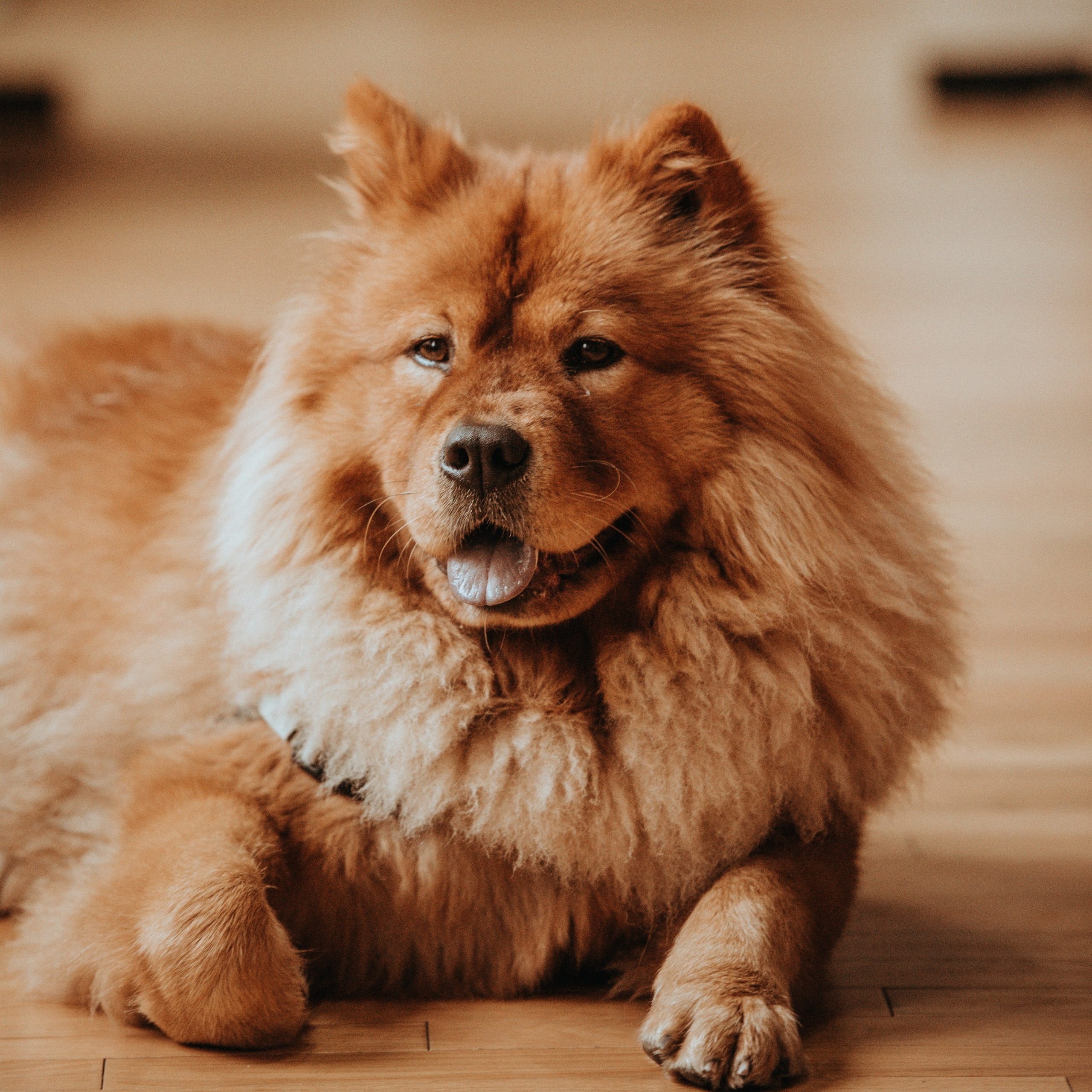 Those dog breeds that Chinese pet lovers adopt